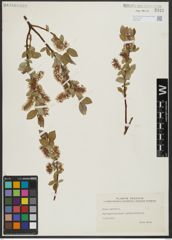 Foto von Salix hastata L.